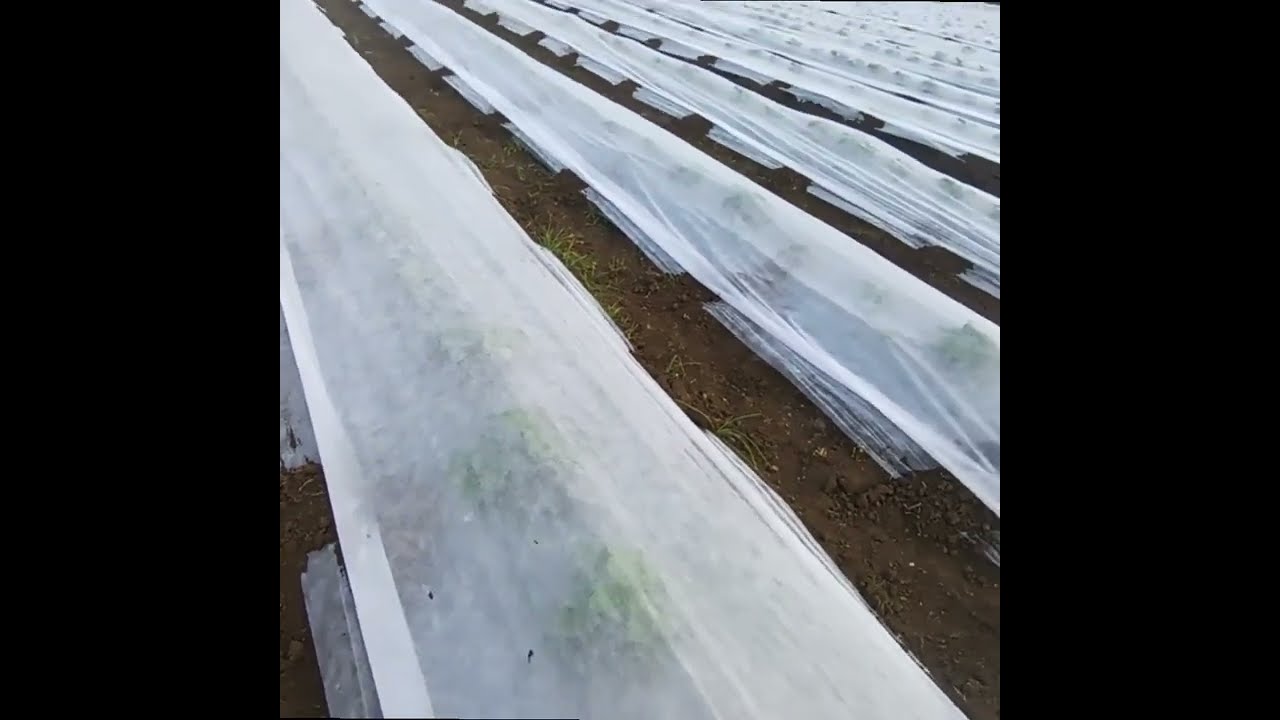 खरबूज पिकावर crop cover टाकताना झाल्या चुका | खरबूज🍈 पीकाला क्रापकवर | Kharbuj lagvad |खरबूज लागवड