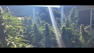 -Rando's Insane Cannabis Garden *Free Weed* No Way