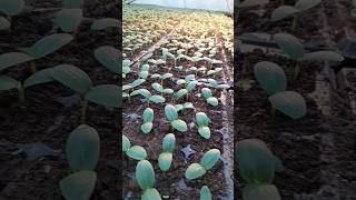 farmer farm farmlife siro_farm cucumber work hardwork Greenhouse seeds winter