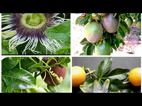 दिव्य फल -कृष्ण फल है सौ बीमारियों का इलाज़/Amazing fruit /Passion fruit - medicinal vine