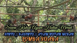 Keseruan Lomba Kokok Perdana Ayam Hutan Merah/Sintu/kasintu di Lombok Utara