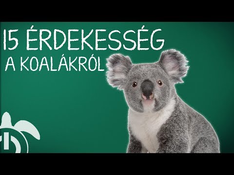 Videó: Minden A Koalákról