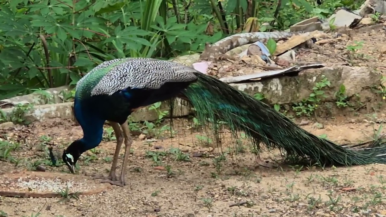 Beautiful nature in Sri Lanka