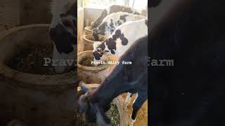 यशोगाथा cow dairyfarm pravindairyfarm farming dairy dairyproducts agriculture dairyfarmers