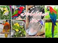 Multan Sunday Birds Rasheedabad latest Update I 21 April 2024