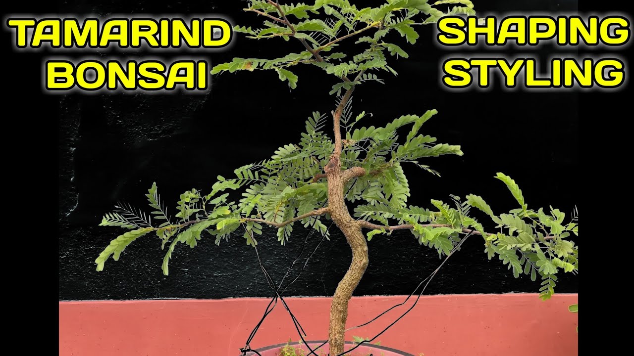 How To Make Bonsai Tamarind Tree ll Imli Ka Bonsai Kaise Banaye ll Gaon