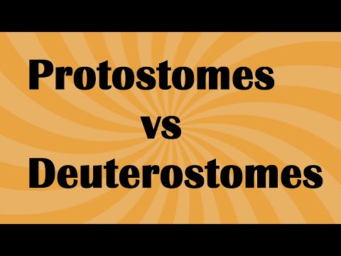 Biology Protostomes vs Deuterostome