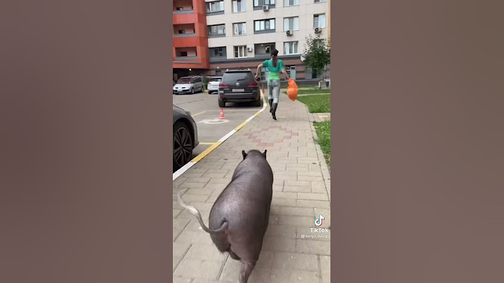 Свинья напала на человека!