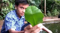 trik sulap baru daun bisa jadi uang ASLI - Durasi: 0.43. 