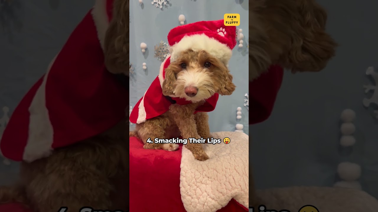 5 Dog Behaviors That Are Adorable on Pups, But Annoying on Humans #dogbehavior #dogtricks
