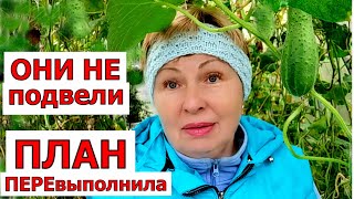 Борисыч дал ЦУ- я выполнила! Пять месяцев едим свои огурцы