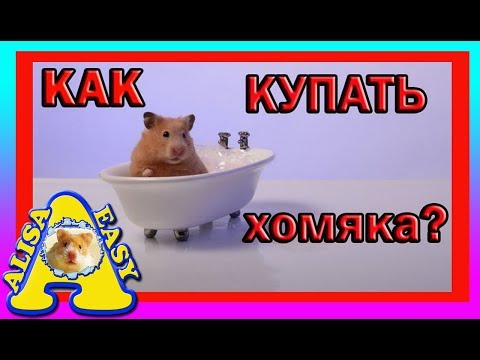 КАК КУПАТЬ ХОМЯКА? | можно ли КУПАТЬ хомяка | ХОМЯКИ | how to bathe a hamster | Alisa Easy Pets