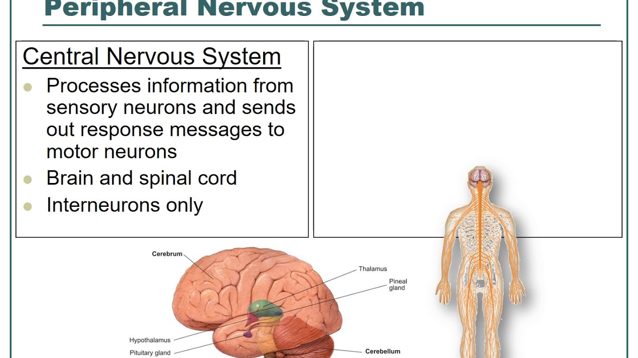 Nervous System Notes Video - YouTube