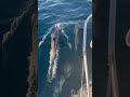 Bois, we are surrounded #dolphins #sailing