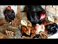 9 Aseel chickens came out Out of ten eggs | Hen laying eggs And hatching chicks | New Born Baby