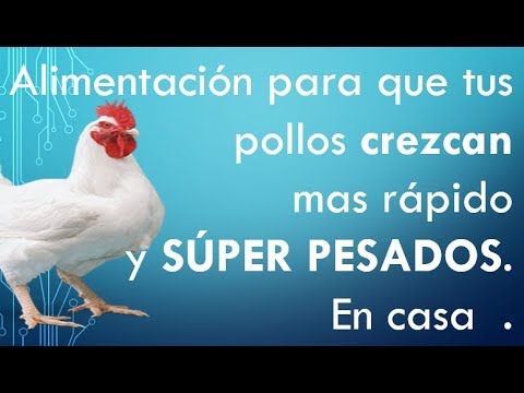 Video: Cómo Alimentar A Los Pollos De Engorde