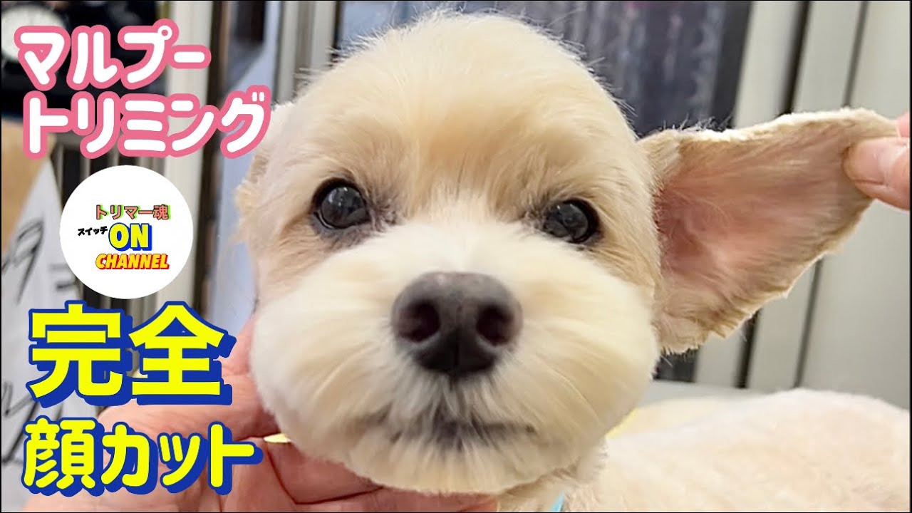 トリミング 顔.頭 角張らない! キレイにカットするコツ.ポイント教えます ミックス犬攻略