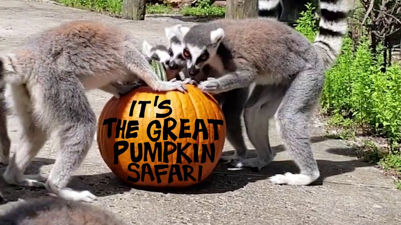 polk county property appraiser Pumpkin Safaris at Safari Wilderness