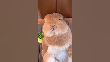 Sleeping Bunny! #jhouse #cuteanimals