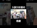 【大学受験】入試10日前に起こった悲劇 #shorts #受験失敗 #大学受験 #ねこミーム #猫マニ #受験生 #猫ミーム #暇つぶし