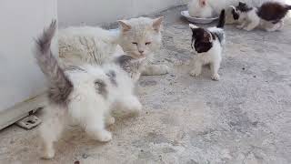 White Cat Smelling Licking And Kissing To Tiny Kitty He Wants To Adopt Her?