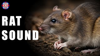 RAT SOUND - WILD ANIMAL SOUNDS - The Best Sound Effects