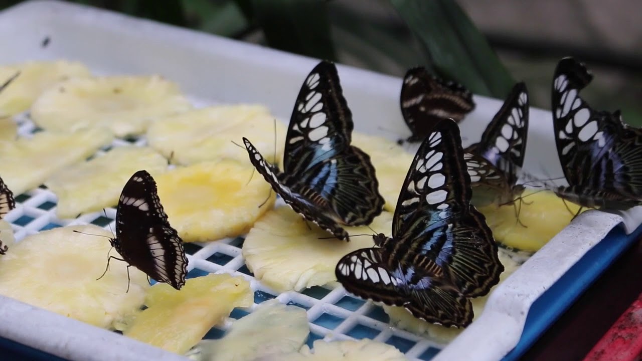 Melaka Butterfly And Reptile Sanctuary Malaysia Traveller