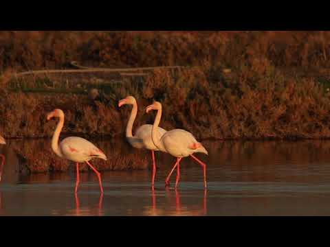 Video: Flamingo Cichlazoma Nasıl Yetiştirilir