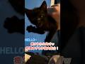 癒されたら負けｗ可愛すぎる子猫大集合！