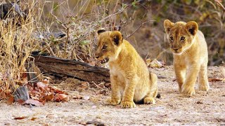 A Filmmaker Stumbles Across a Lioness and her Cubs