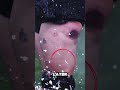 The Potato Trick Nobody Knows