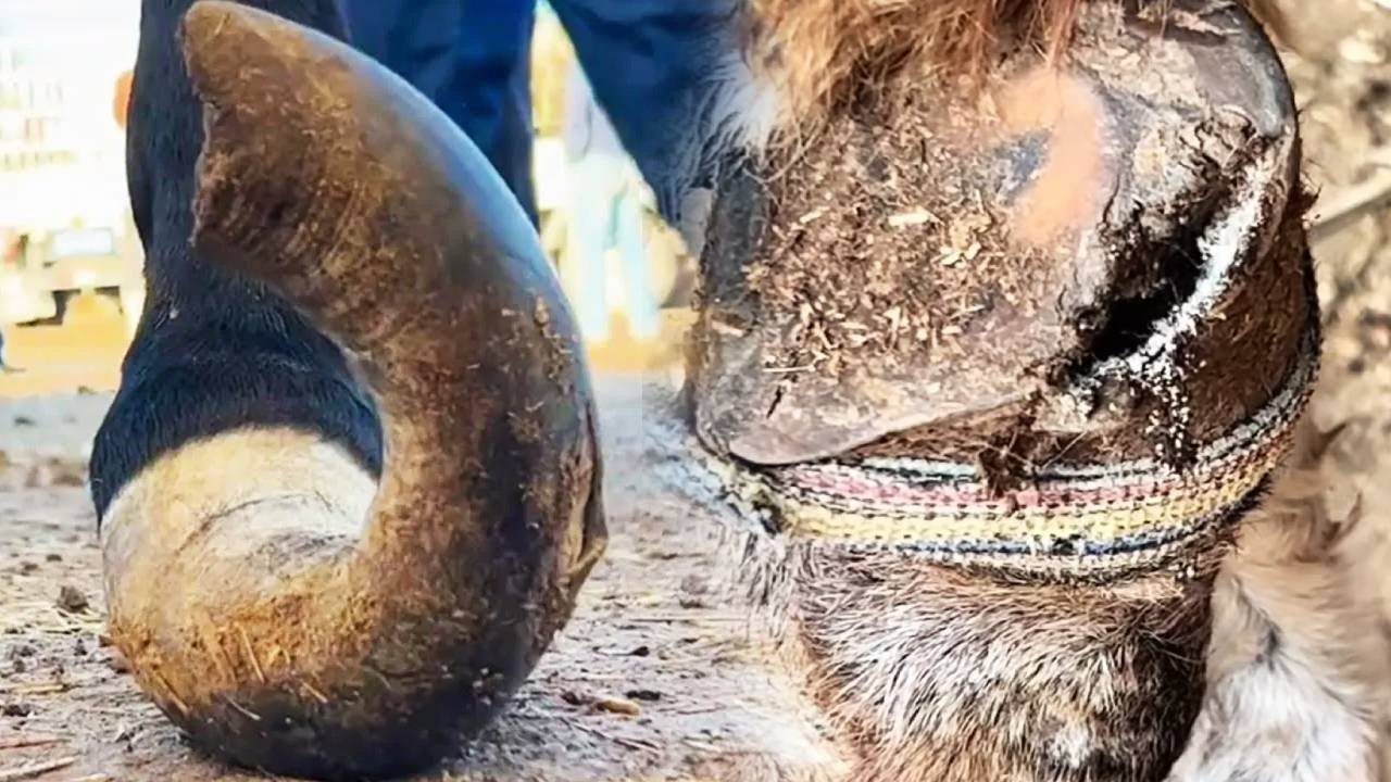 Wonderful! The mule's hoof is too long, cut it off with a knife【DONKEY