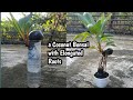 CARA MUDAH MEMBUAT BONSAI KELAPA DENGAN AKAR PANJANG