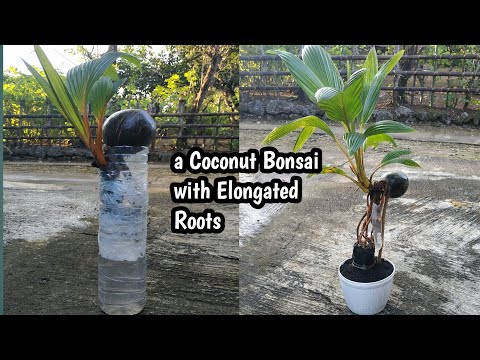 THE EASY WAY TO MAKE A COCONUT BONSAI WITH ELONGATED ROOTS