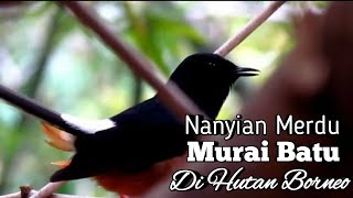 Nyayian Merdu Murai Batu di Hutan Borneo