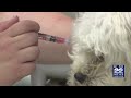 Vaccine is best prevention against canine parvovirus