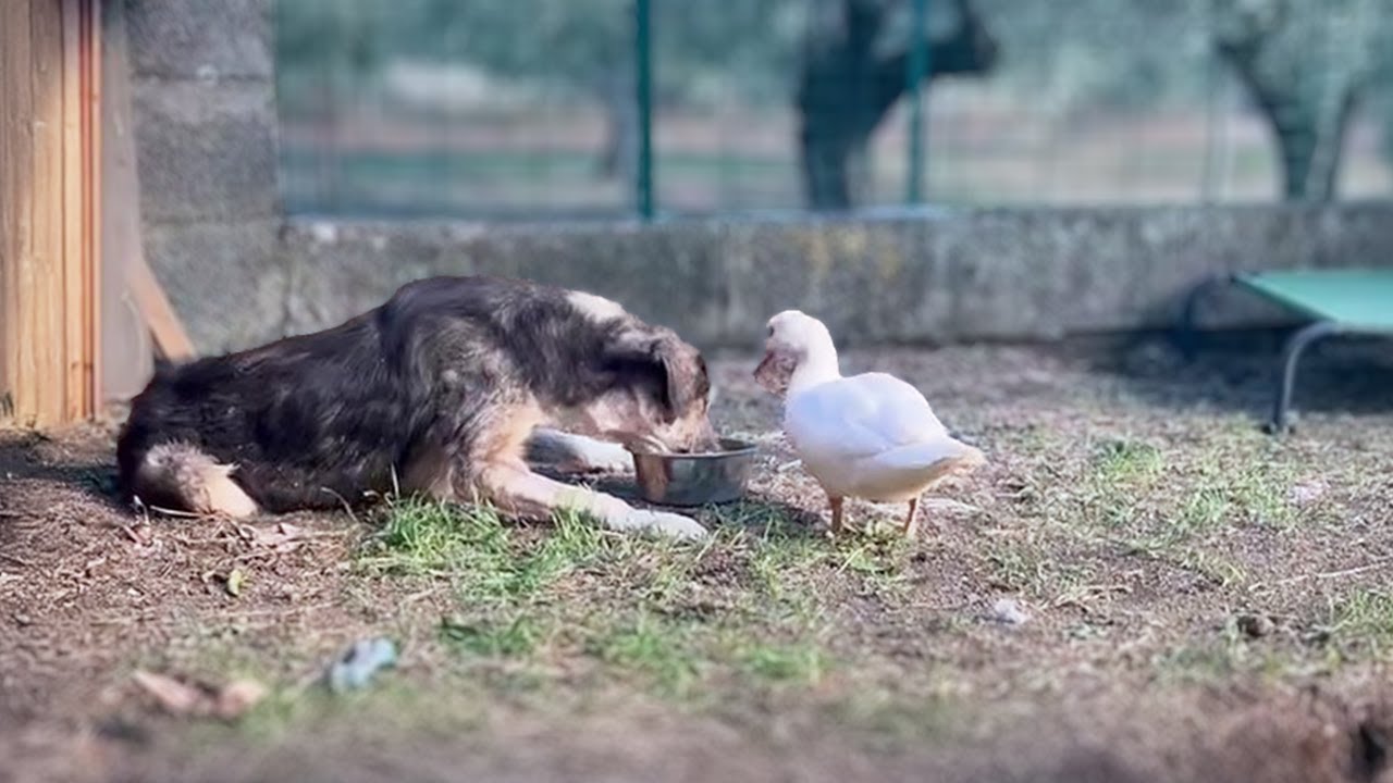 This Dog Couldn’t See or Hear—What the Duck Did Next Shocked Everyone