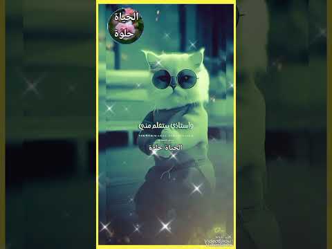 حلو البسبوسة تغير مني عارف اغنيه اكسبلور تصميم فيديوهات لايك حالات واتس استوري انستا