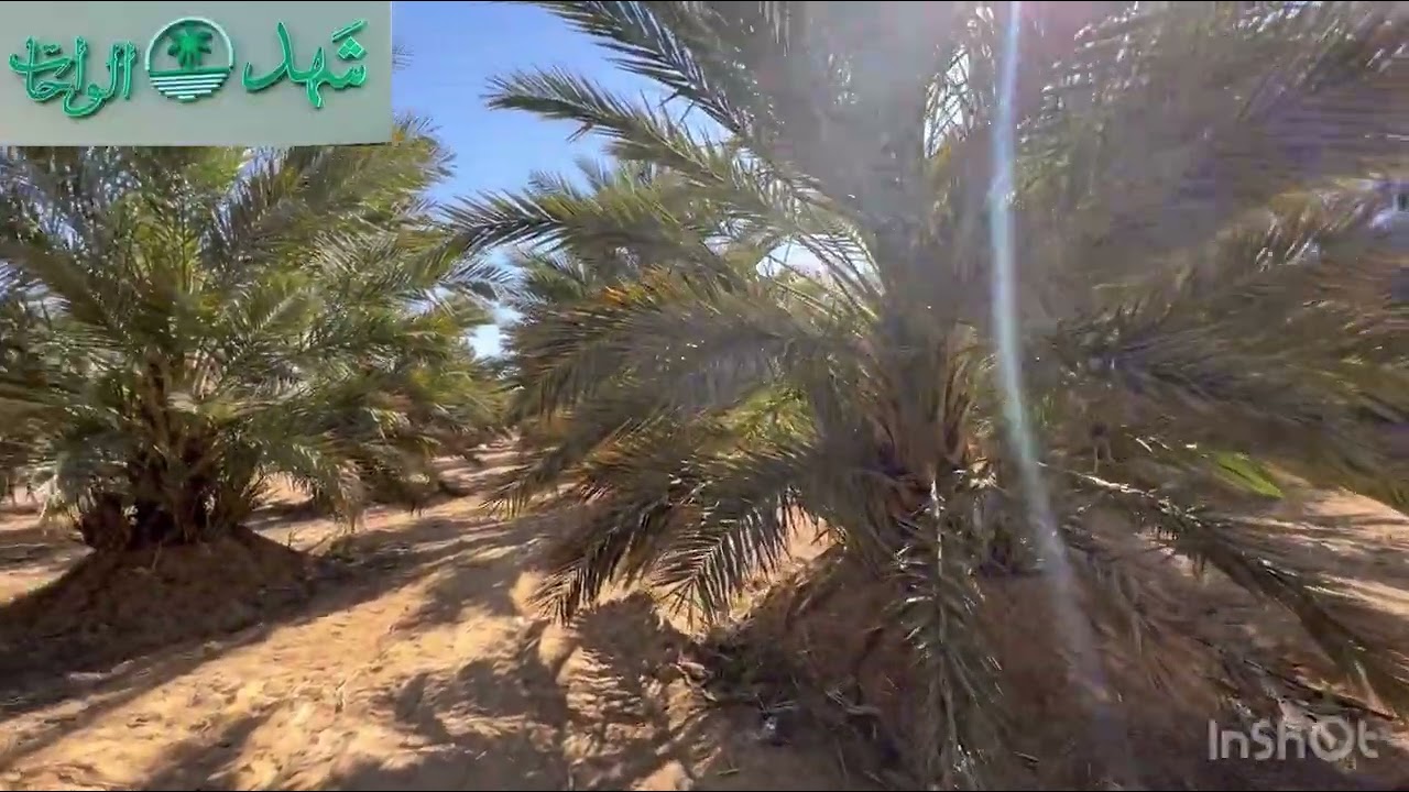 دراسه جدوى مبسطه  لزراعه واحد فدان مجدول !!!