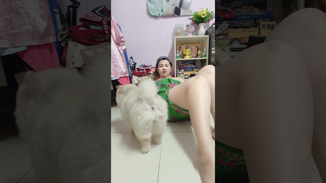 อิแม่เล่นกับ น้องมีตังค์หมาอ้วน เอาความน่ารักมาฝากจ้า 🐕‍🦺😍❤️🌿✨