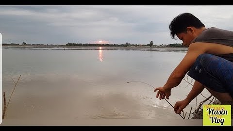 Cắm câu cá lóc bữa cuối cùng mùa lũ .YTASIN VLOG. Cuộc sống miền tây biên giới.Catch Vietnamese fish