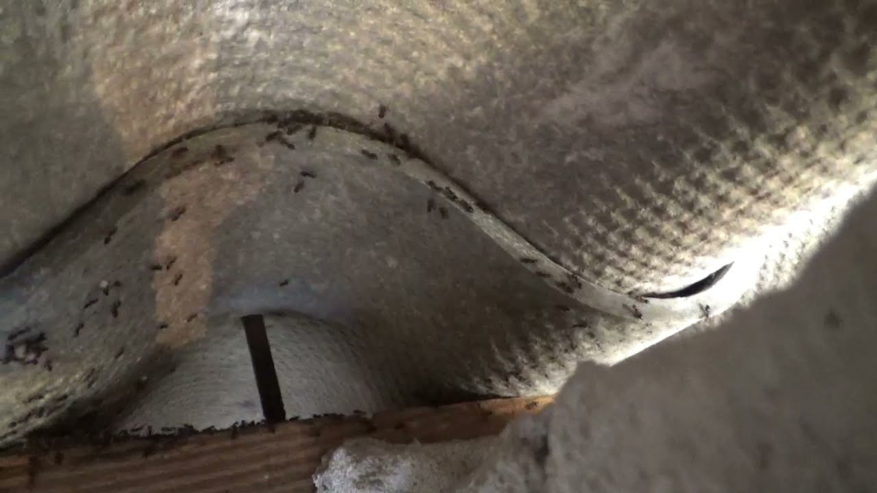 Fourmis Acrobates et leur activité