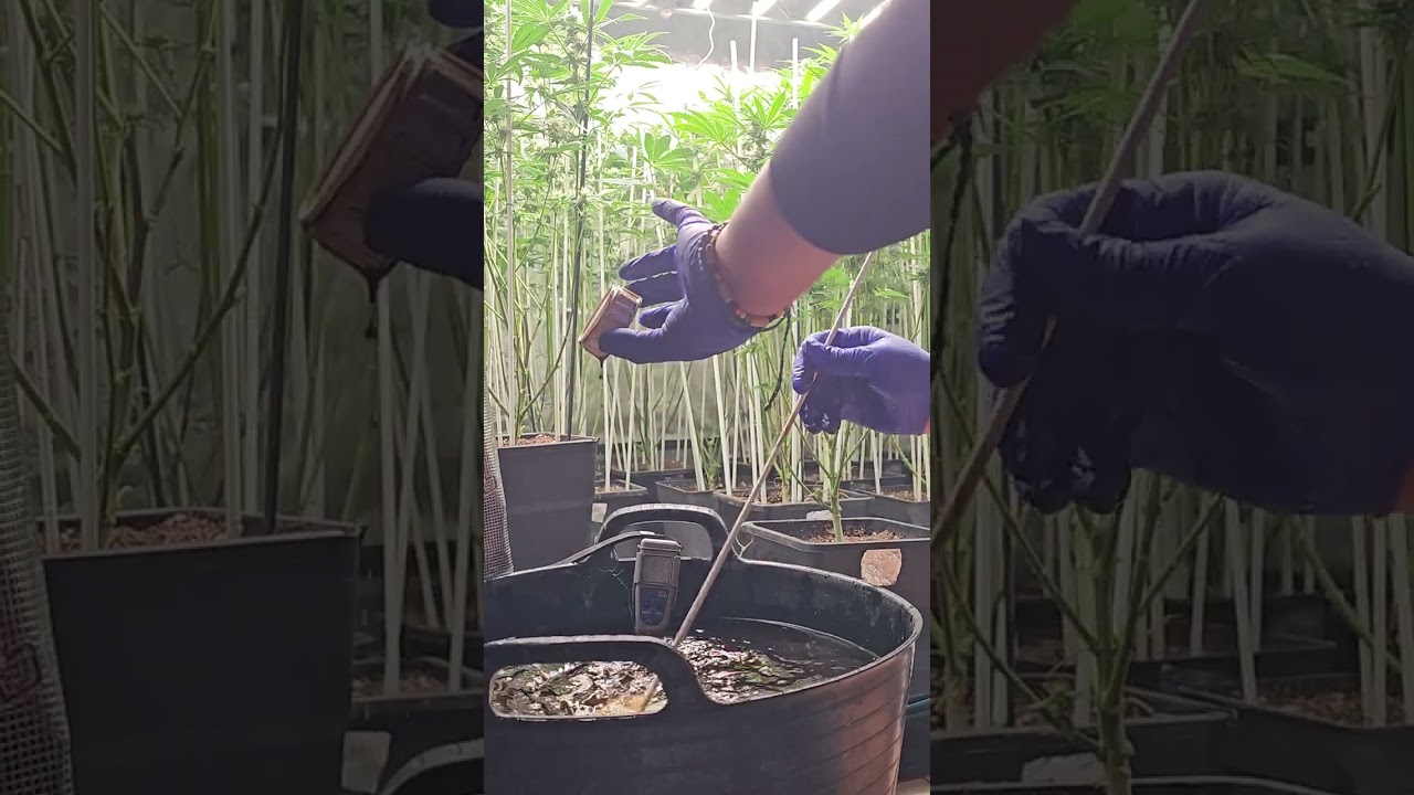 COMO REGAR WN FLORACION DIA 30