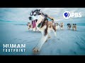Sled dogs the most extreme distance athletes on earth