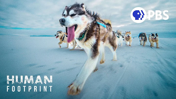 Sled Dogs: The Most Extreme Distance Athletes on Earth - DayDayNews