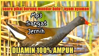 Suara pikat burung sawah mandar batu/ayam ayaman paling ampung #burusawah /the sound of rice birds