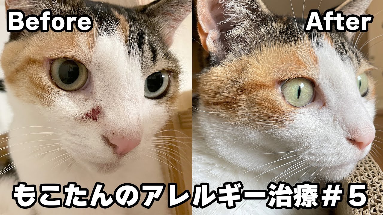 猫の皮膚炎の改善に效果があったこと、なかったことをぶっちゃけます!