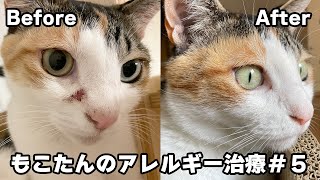 猫の皮膚炎の改善に効果があったこと、なかったことをぶっちゃけます!