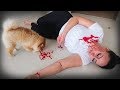 FAKING MY DEATH IN FRONT OF MY DOG!! 😂(FUNNY DOG REACTION)