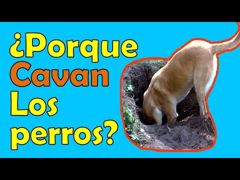 ¡MI PERRO HACE HOYOS EN EL JARDÍN! ¿Quieres saber porque y como solucionarlo? “Aquí te explicaremos” hqdefault